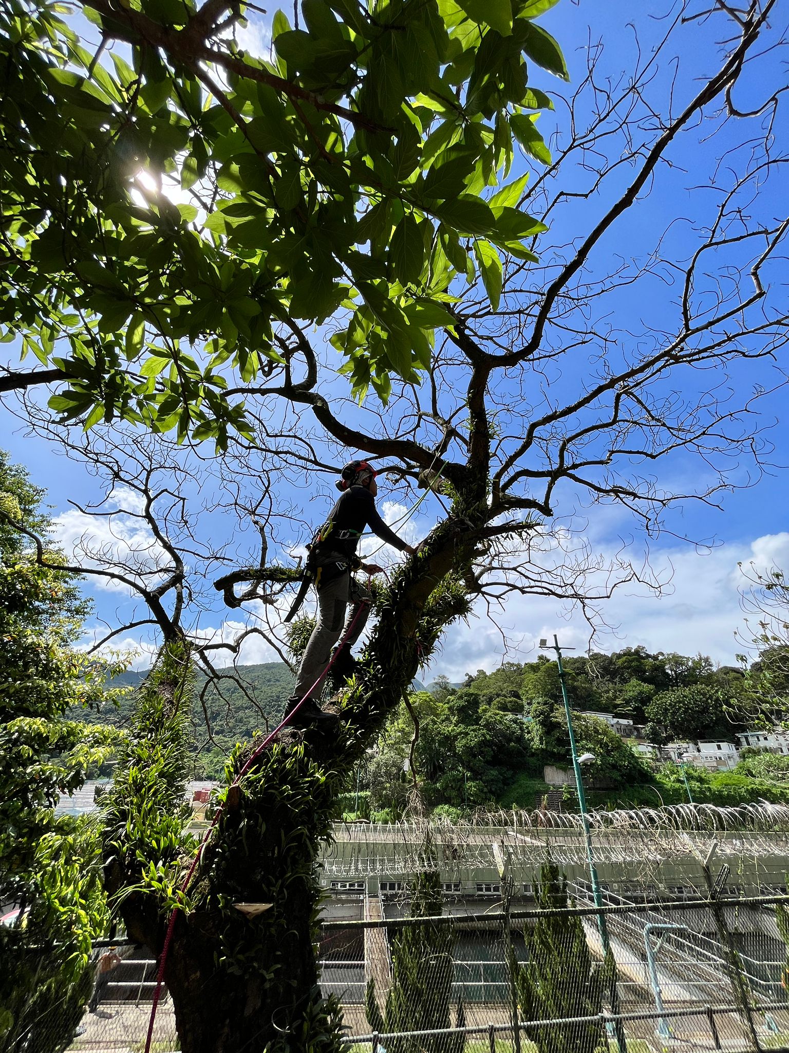移除危險樹木