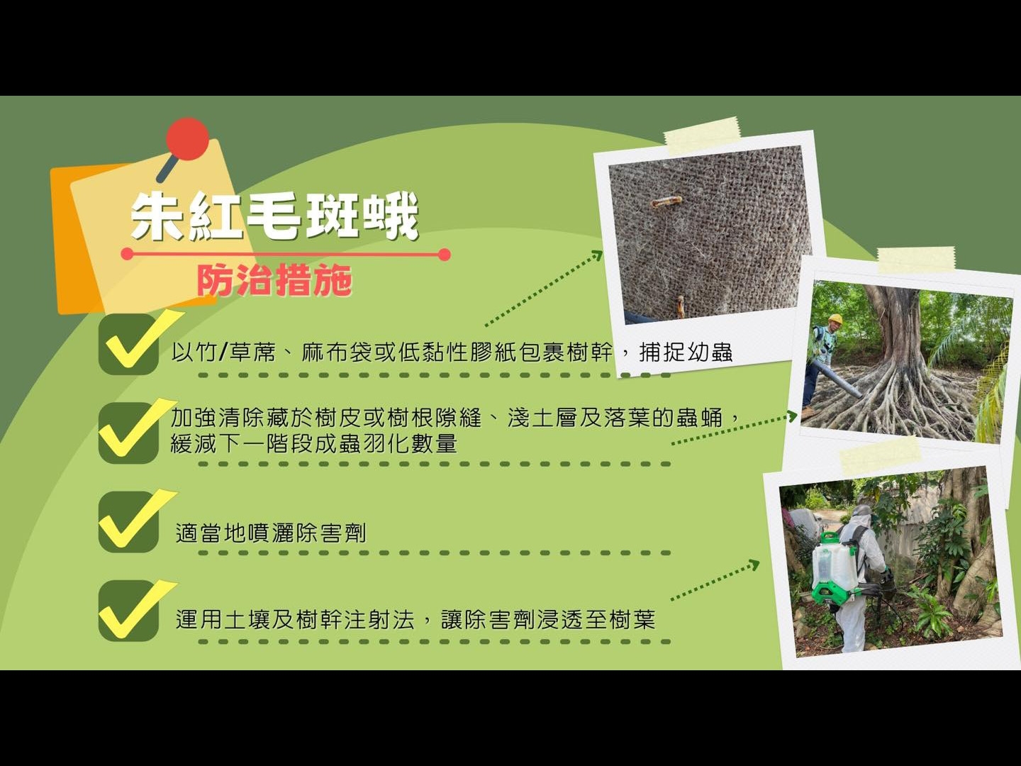 啃食榕樹樹葉的朱紅毛斑蛾幼蟲及治理方法
